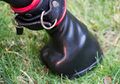 Pony play - Hoof mitten locked with leather cuff.jpg