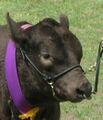 Show halter and nose ring on a bull.jpg