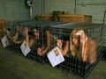 Three Caged Slaves.jpg