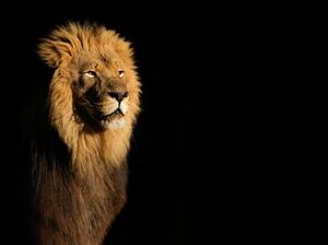 Alpha-male-lion-against-black-background.jpg