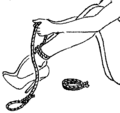 Basic Rope Hogtie - Part 1.png