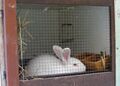 Kaefighaltung von Kaninchen.jpg